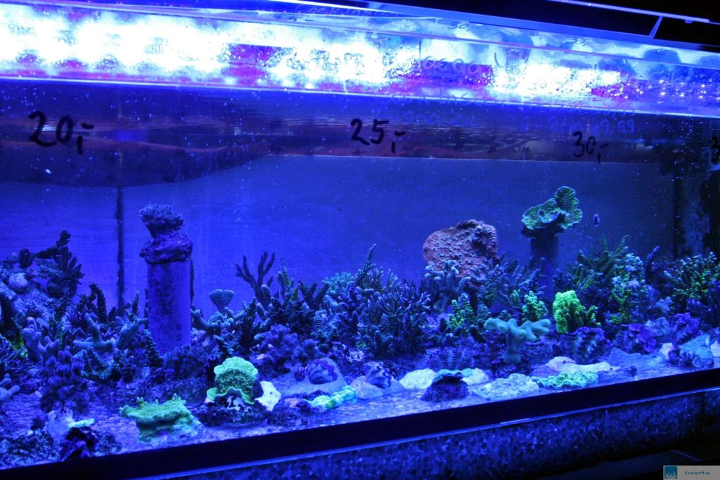 1. AquaKultur WorkShop zum Thema "LED Beleuchtung" www.korallenriff.de