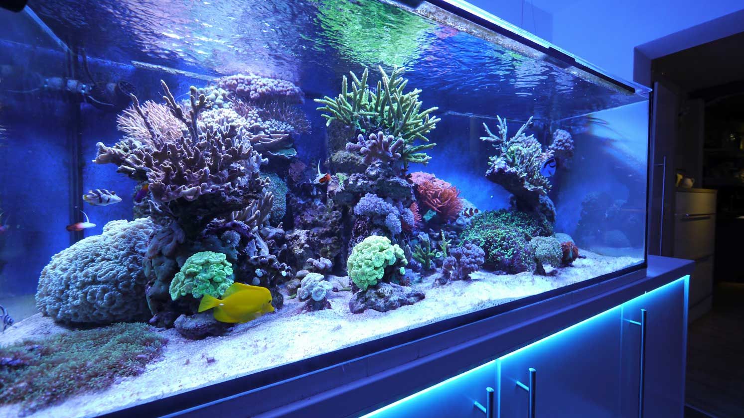 Das 770 Liter Meerwasser Aquarium von Matthias Schütt www.korallenriff.de