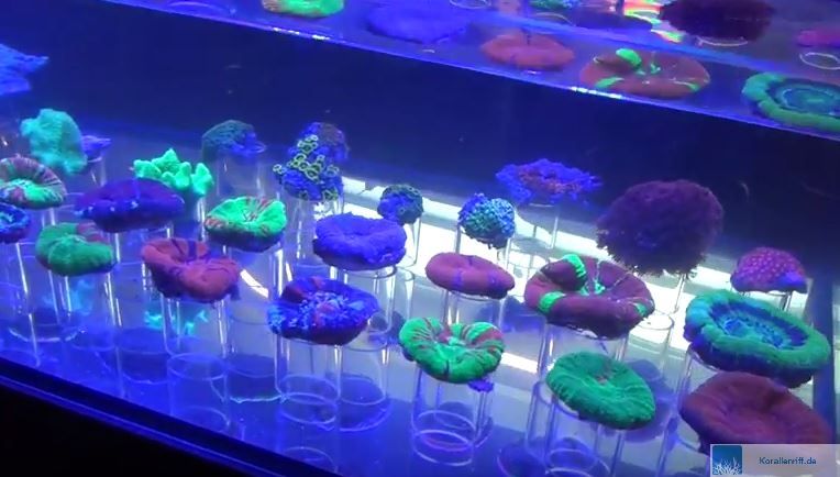 Interzoo 2016 -...