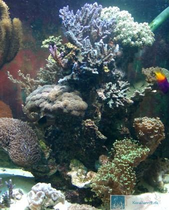 Dekorationsmöglichkeiten im Meerwasseraquarium www.korallenriff.de