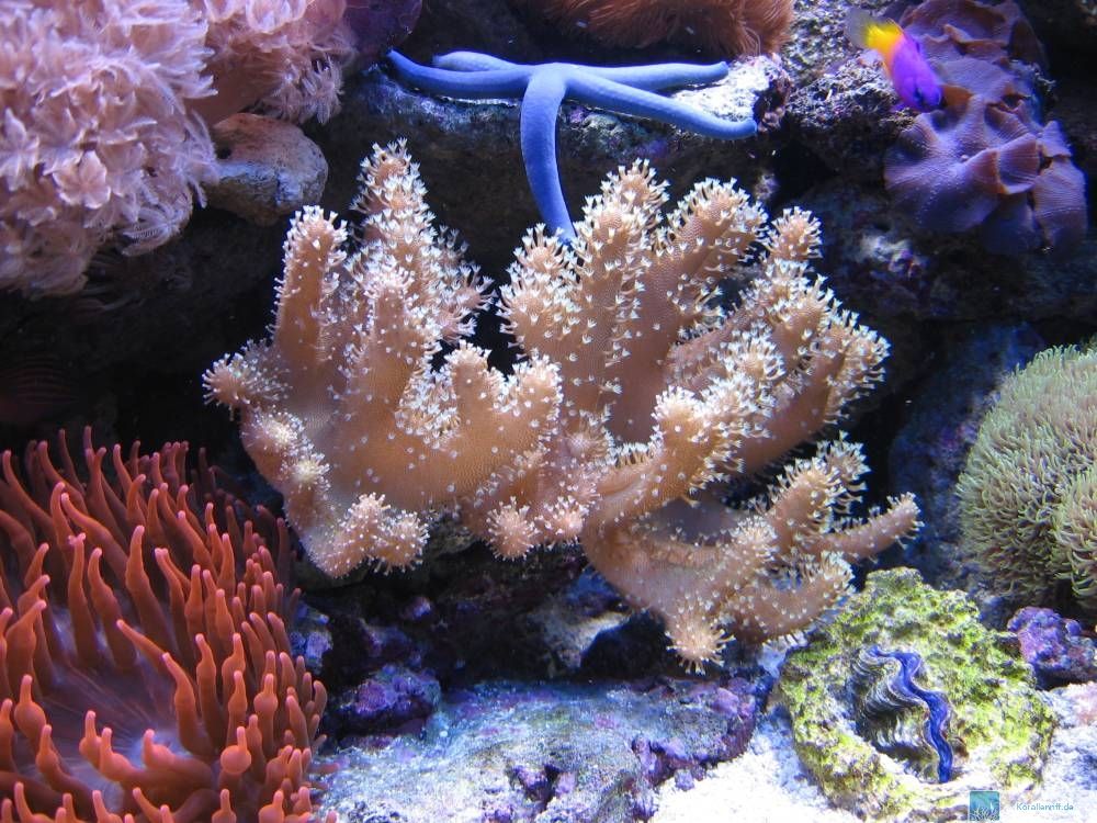 Sinularia Brassica
