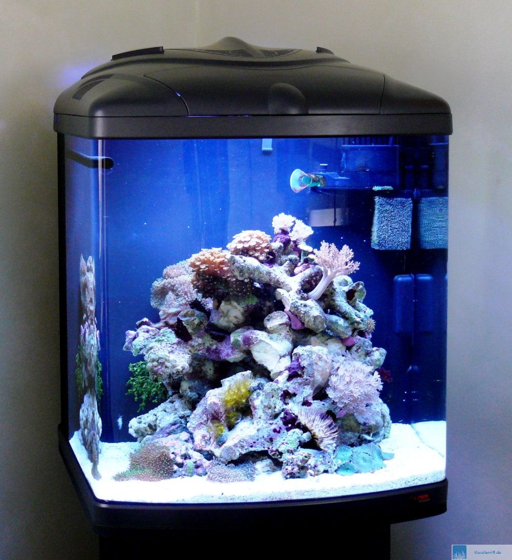 Aquarium Einsteiger Wie richtet man ein aquarium zuhause bei sam? Aquarium Einsteiger Wie richtet man ein aquarium zuhause bei sam?