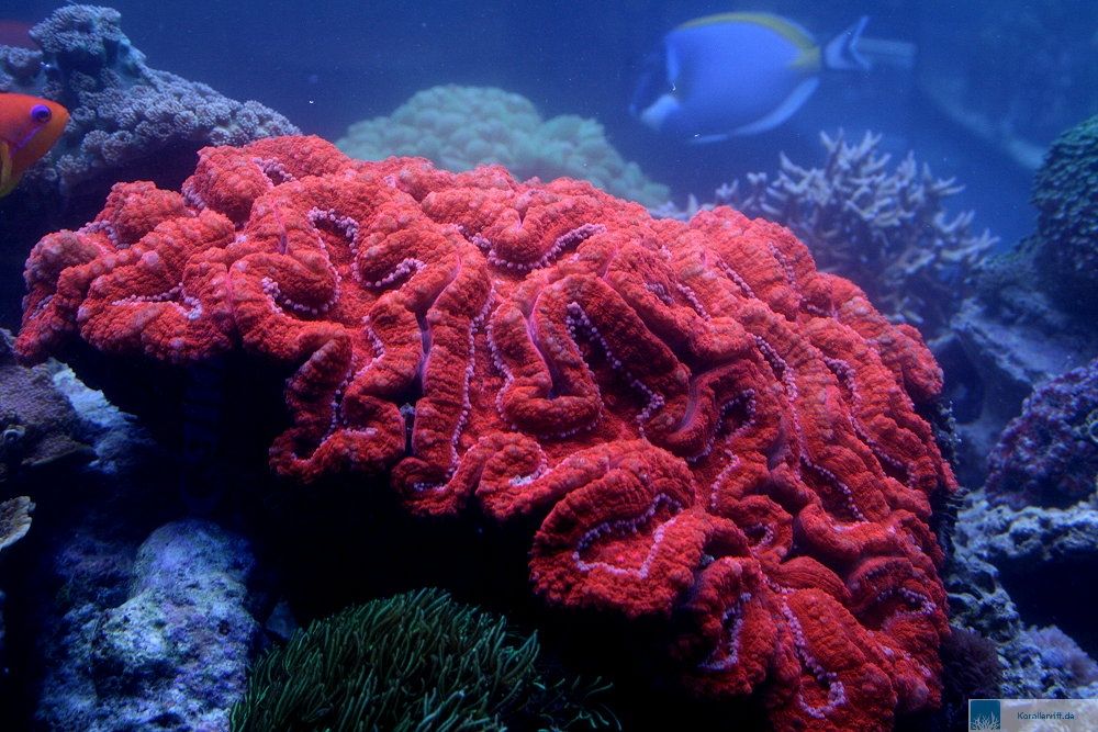 Zu Besuch auf der Korallenfarm in Witten www.korallenriff.de