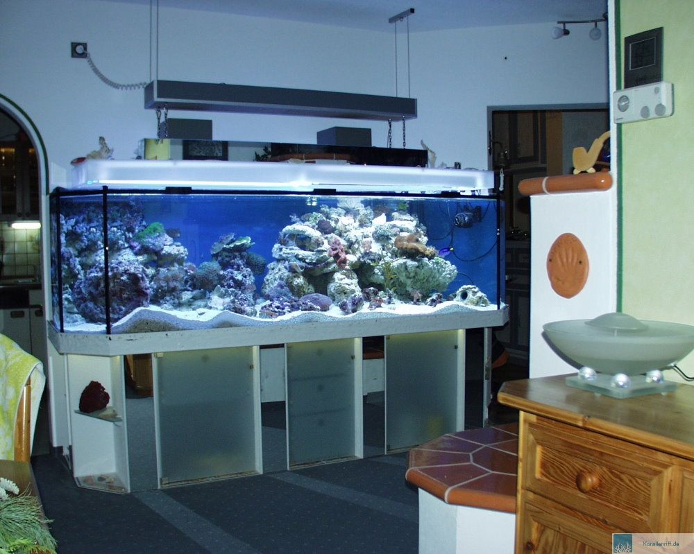 Unser neues meerwasseraquarium – ein traum wird zum alptraum! www ...