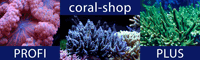 Coral Shop 1