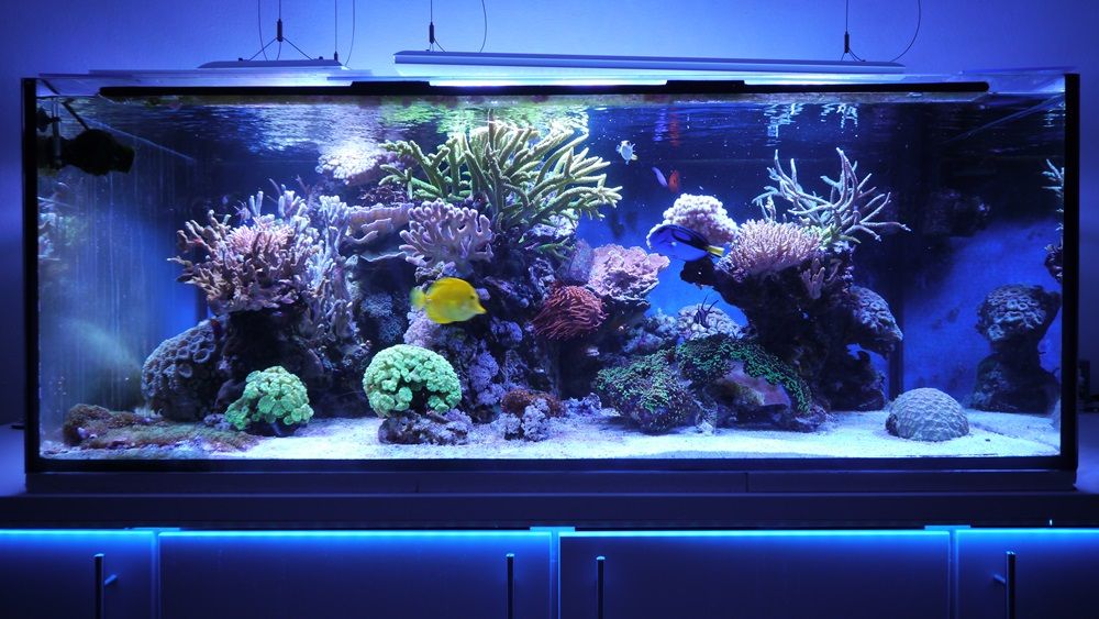 Das 770 Liter Meerwasser Aquarium von Matthias Schütt www.korallenriff.de