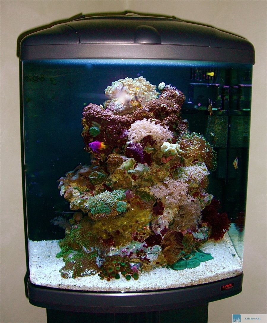 salzwasser aquarium für anfänger