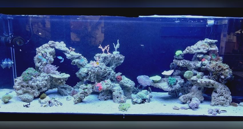 200x80x70 cm Riffaquarium im Wohnzimmer - Seite 2 - Mein Meerwasseraquarium  - Riffaquaristik Austria