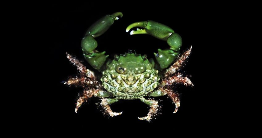 Magazin Die Grune Spinnenkrabbe Mithraculus Sculptus Zur Biologischen Kontrolle Von Algenplagen In Riffaquarien