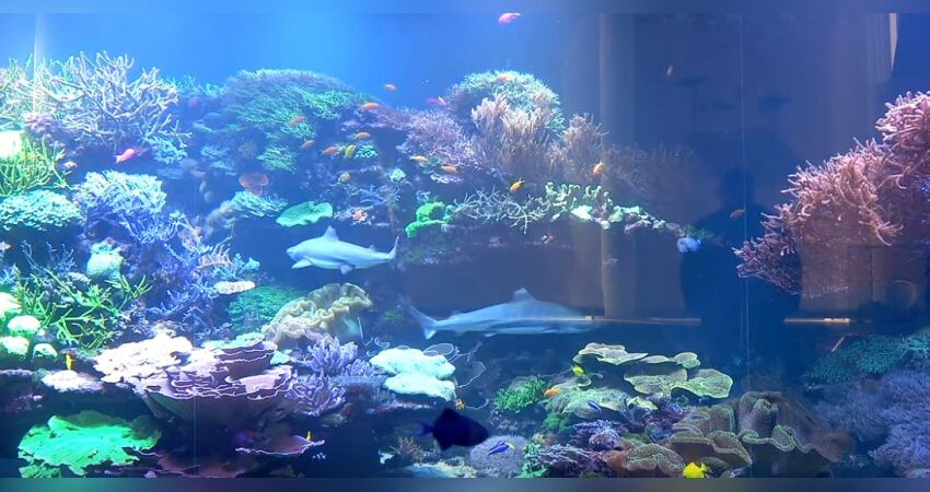 Hausbesuche: Meerwasser XXL - 240.000 Liter Korallenriff und Co im Vivarium  Karlsruhe