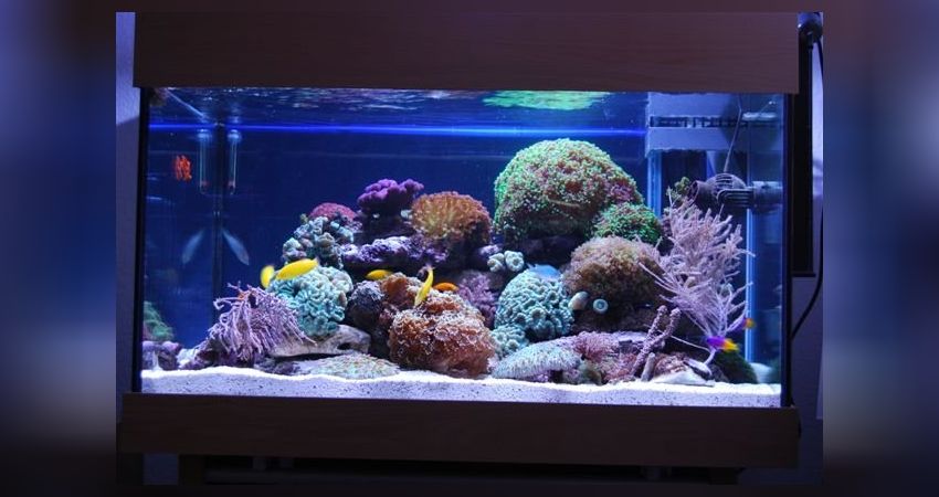 tunze nano wavebox 6206