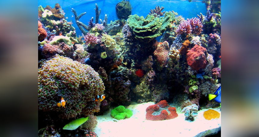 Das Aquarium des Monats JanMärz 2010